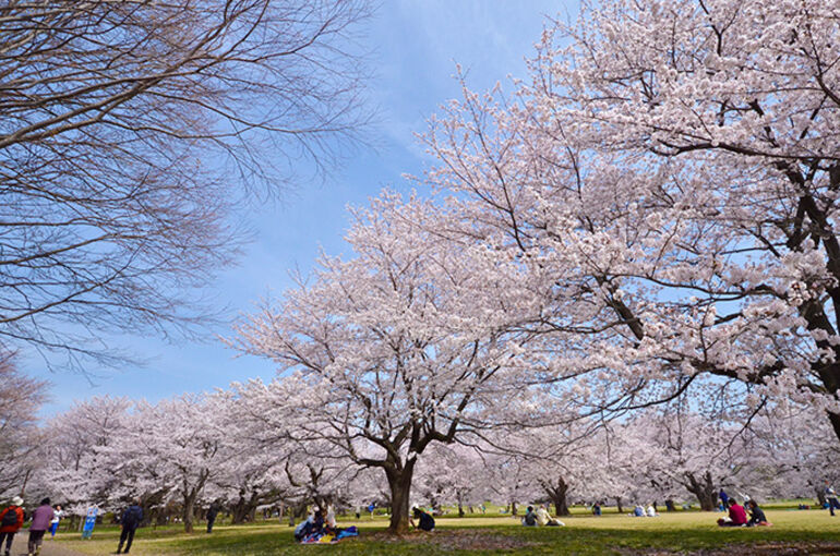 昭和記念公園　桜