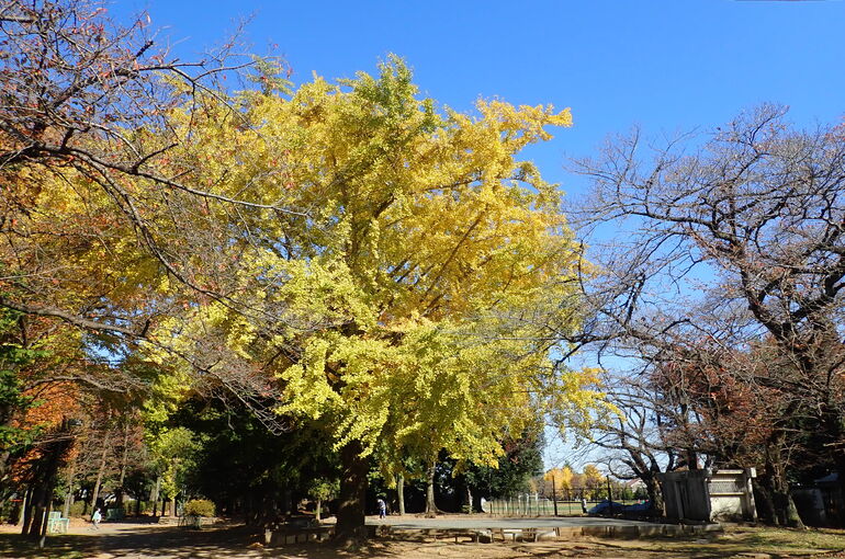 昭和公園（秋）